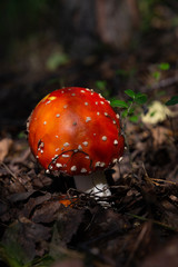 red toadstool in the forest vertical view