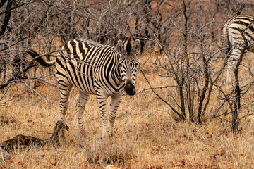 Obraz premium Sout Africa