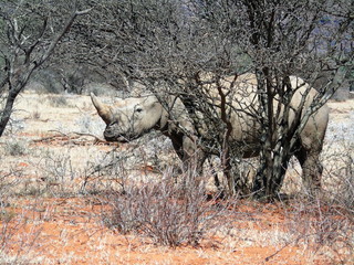 Fototapeta premium White rhino in Mokala NP