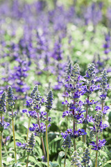 Fototapeta premium Fresh blue salvia flower in the garden