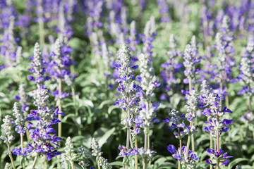 Fresh blue salvia flower in the garden