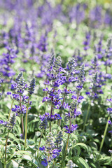 Fresh blue salvia flower in the garden