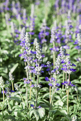 Obraz premium Fresh blue salvia flower in the garden
