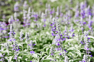 Obraz premium Fresh blue salvia flower in the garden