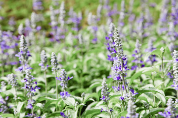 Fresh blue salvia flower in the garden