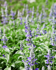 Fresh blue salvia flower in the garden
