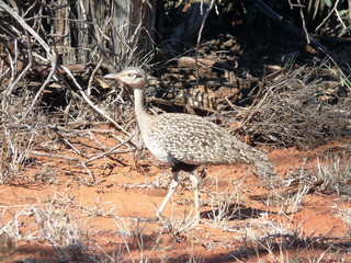Karoo korhaan