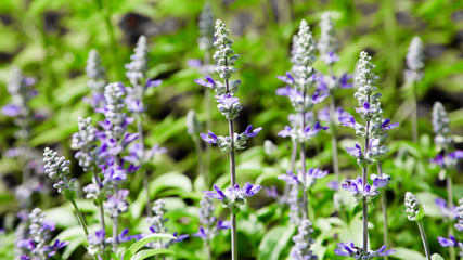 Fresh blue salvia flower in the garden