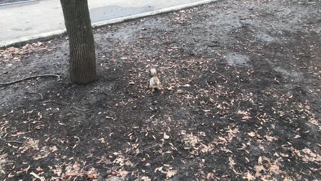Squirrel makes stocks for the winter