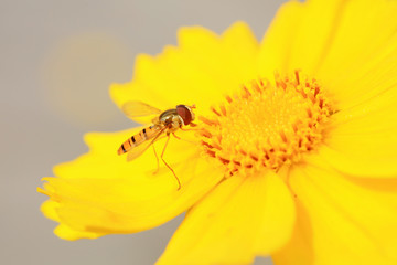 Syrphidae on plant in the wild