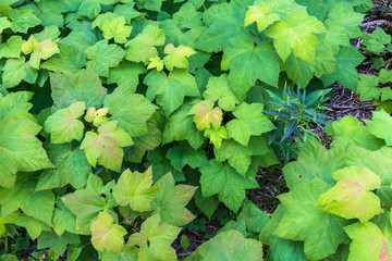 Green Leaves and Plants pattern