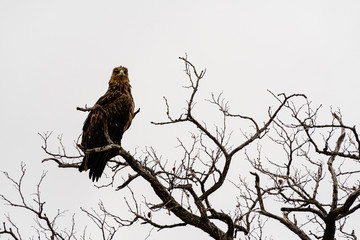 South Africa