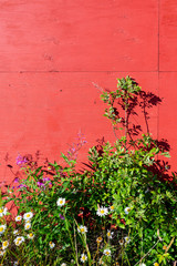 Purple and White Flowers Growing by a Red Barn Wall