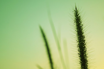 Beautiful grass flowers and romantic green sky in the evening.