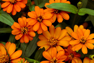 Small orange flower background cute.