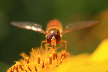Syrphidae on plant in the wild