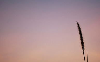 The atmosphere is good. And the purple sky is pretty romantic.