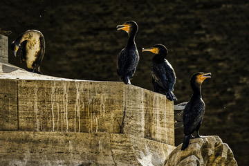 Cormorans sur le parapet d'un pont