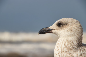 Obraz premium closeup of a seagull