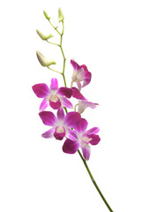 Fototapeta na wymiar Purple White Orchid flowers blossom isolated on a white