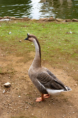 goose standing on ground near water