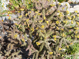 Cylindropuntia whipplei - Whipple's cholla or Plateau cholla, a wonderful shrub of cactus family with yellow fruits and flowers, bright green and purple stems with sharp spines