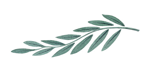 Decorative branch with leaves watercolor illustration. Beautiful elegant hand drawn flora element. Graphic herb isolated on white background.