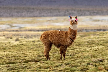 Acrylic prints Lama Lamas and alpacas at Sajama National Park in Bolivia