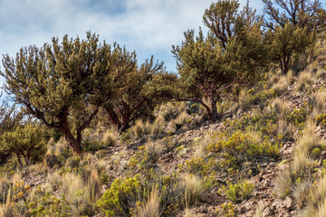 Obraz premium Polylepis tarapacana is tree that grows highest in altitude in the world. Sajama. Bolivia