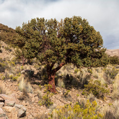 Polylepis tarapacana  is  tree that grows highest in altitude in the world. Sajama. Bolivia