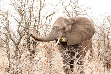 Fototapeta premium South Africa