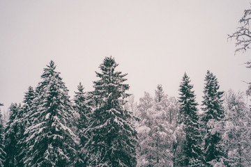 Fototapeta na wymiar Trees strewn with snow in the winter forest.