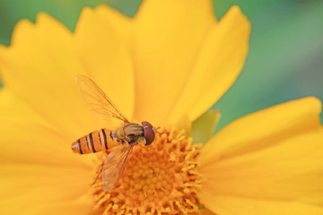 Syrphidae on plant in the wild