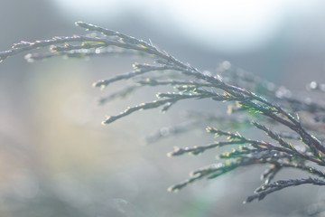 green young thuja branches covered with hoarfrost on blurred background, close view  