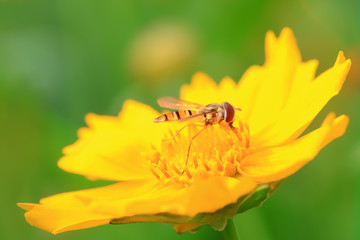 Syrphidae on plant in the wild