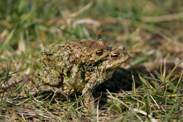 European Toad (Bufo bufo) female carrying male on its back, Brandenburg, Germany