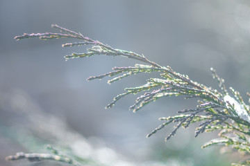green thuja branches covered with hoarfrost on blurred background, close view 