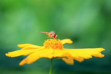 Syrphidae on plant in the wild