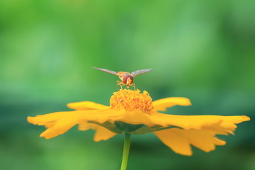 Syrphidae on plant in the wild