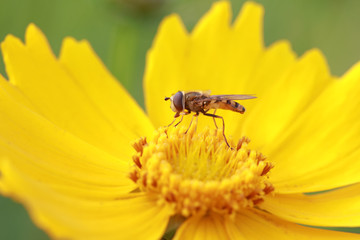 Syrphidae on plant in the wild
