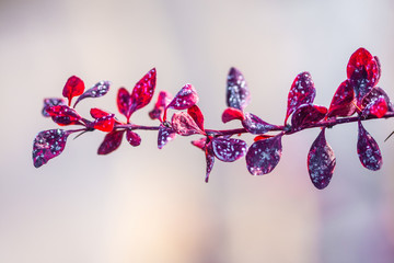 plant with dark red leaves, close view  