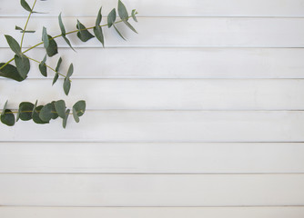White wood background with eucalyptus leaf.