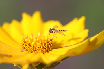 Syrphidae on plant in the wild