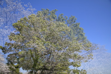 満開の桜　サクラ　桜の花　桜　さくら　桜の木