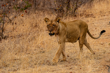 South Africa