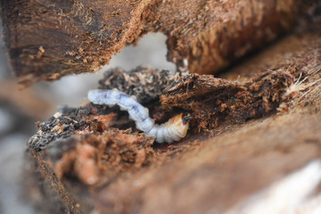 Wood worm make damage. Bark beetle larvae under the bark.  Insect pest spoils material