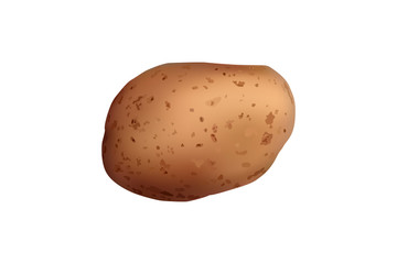 Realistic potato tuber.