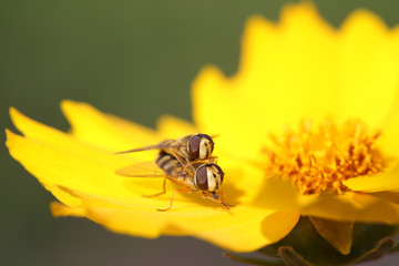 Syrphidae on plant in the wild