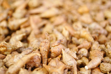 Wild medicine panax notoginseng