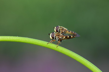 Syrphidae on plant in the wild